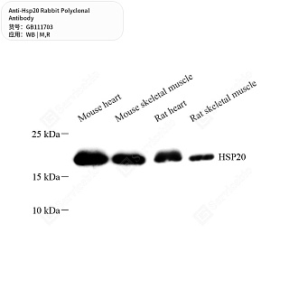 Антитела первичные, поликлональные кролика к Hsp20 крысы, мыши, 50 мкл