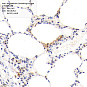 Антитела первичные, поликлональные, Angiotensin Converting Enzyme 2, 50 мкл