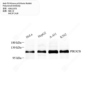 Антитела первичные, поликлональные кролика к PI3 Kinase p110 beta крысы, человека, 50 мкл