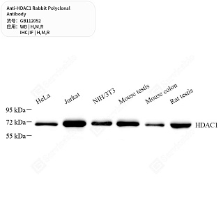 Антитела первичные, поликлональные кролика к HDAC1 крысы, мыши, человека, 50 мкл