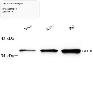 Антитела первичные, поликлональные кролика к GFI1B человека, 100 мкл
