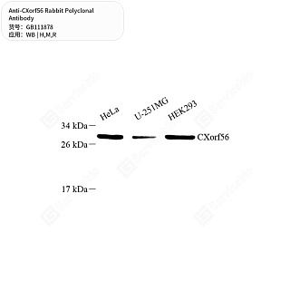 Антитела первичные, поликлональные кролика к CXorf56 крысы, мыши, человека, 50 мкл