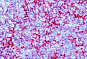 Антитела первичные, моноклональные VCAM-1 (1.4C3), 500 мкл