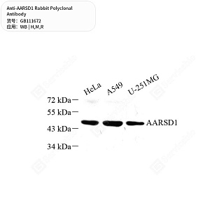 Антитела первичные, поликлональные кролика к AARSD1 крысы, мыши, человека, 50 мкл