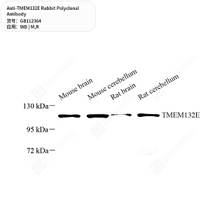 Антитела первичные, поликлональные кролика к TMEM132E крысы, мыши, 50 мкл