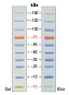 Маркеры молекулярной массы белков, окрашенные, 10 - 180 кДа, 250 мкл