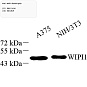 Антитела первичные, поликлональные, WIPI1, 100 мкл