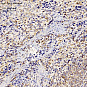 Антитела первичные, поликлональные, CD42b, 100 мкл
