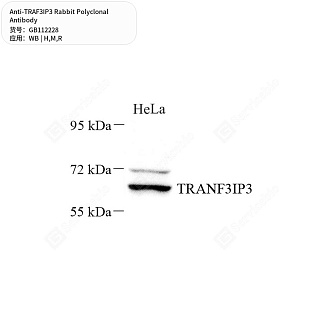 Антитела первичные, поликлональные кролика к TRAF3IP3 крысы, мыши, человека, 50 мкл