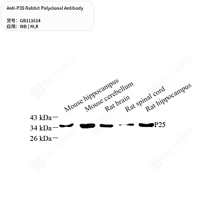 Антитела первичные, поликлональные кролика к P35 крысы, мыши, 50 мкл
