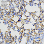 Антитела первичные, поликлональные, Angiotensin Converting Enzyme 1, 100 мкл