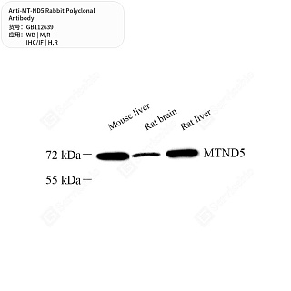 Антитела первичные, поликлональные кролика к MT-ND5 крысы, мыши, человека, 50 мкл