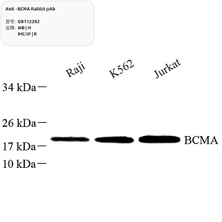 Антитела первичные, поликлональные кролика к BCMA крысы, человека, 100 мкл