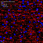 Антитела первичные, поликлональные, Myelin Basic Protein, 100 мкл