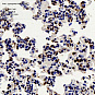 Антитела первичные, поликлональные, Lysozyme, 100 мкл