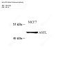 Антитела первичные, поликлональные кролика к ASTL человека, 50 мкл