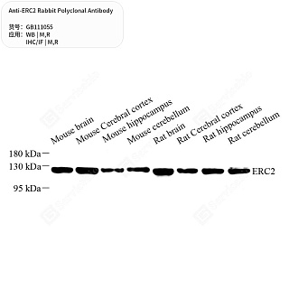 Антитела первичные, поликлональные кролика к ERC2 крысы, мыши, 50 мкл