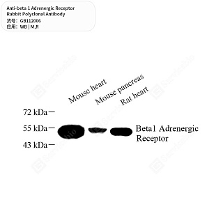 Антитела первичные, поликлональные кролика к beta 1 Adrenergic Receptor крысы, мыши, 50 мкл