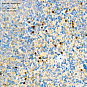 Антитела первичные, поликлональные, IRF7, 100 мкл