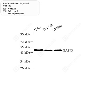 Антитела первичные, поликлональные кролика к GAP43 крысы, мыши, обезьяны, человека, 100 мкл