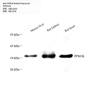 Антитела первичные, поликлональные кролика к PPM1K крысы, мыши, 50 мкл