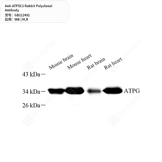 Антитела первичные, поликлональные кролика к ATP5C1 крысы, мыши, 50 мкл
