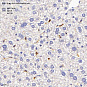 Антитела первичные, поликлональные, FCN1/M-Ficolin, 100 мкл