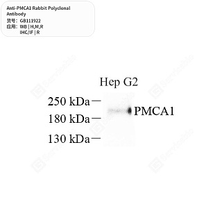 Антитела первичные, поликлональные кролика к PMCA1 крысы, мыши, человека, 50 мкл