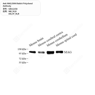Антитела первичные, поликлональные кролика к MAG/GMA крысы, мыши, 50 мкл