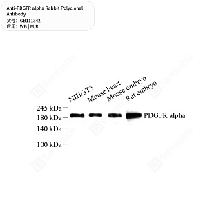 Антитела первичные, поликлональные кролика к PDGFR alpha крысы, мыши, 50 мкл
