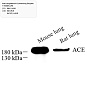 Антитела первичные, поликлональные, Angiotensin Converting Enzyme 1, 100 мкл