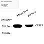 Антитела первичные, поликлональные, CPSF73, 100 мкл