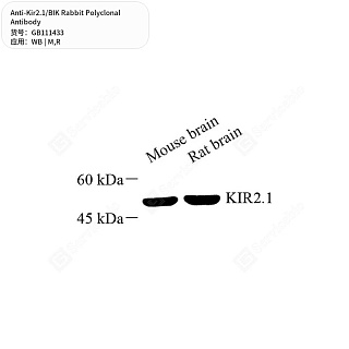 Антитела первичные, поликлональные кролика к Kir2.1/BIK крысы, мыши, 50 мкл
