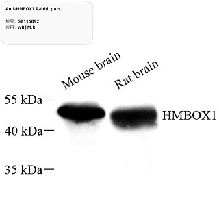 Антитела первичные, поликлональные кролика к HMBOX1 крысы, мыши, 100 мкл