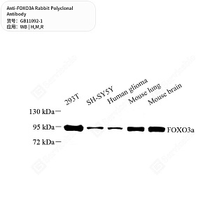 Антитела первичные, поликлональные кролика к FOXO3A крысы, мыши, человека, 100 мкл