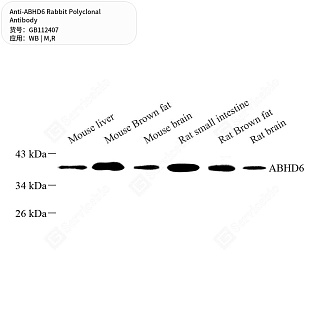 Антитела первичные, поликлональные кролика к ABHD6 крысы, мыши, 50 мкл