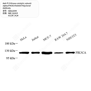 Антитела первичные, пол. крол. к PI 3 Kinase catalytic subunit alpha/PIK3CA кр., мыши, чел., 50 мкл