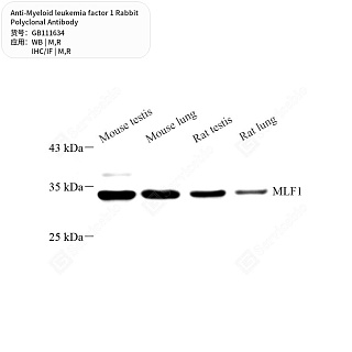 Антитела первичные, поликлональные кролика к Myeloid leukemia factor 1 крысы, мыши, 50 мкл