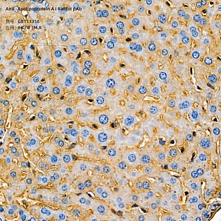 Антитела первичные, поликлональные кролика к Apolipoprotein A I крысы, мыши, 100 мкл
