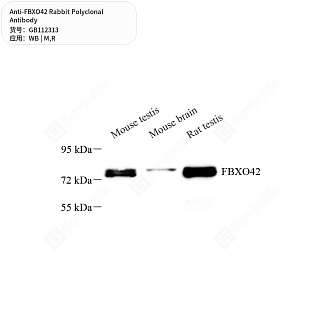 Антитела первичные, поликлональные кролика к FBXO42 крысы, мыши, 50 мкл