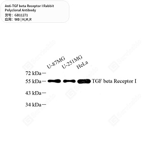 Антитела первичные, поликлональные кролика к TGF beta Receptor I крысы, мыши, человека, 50 мкл
