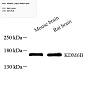 Антитела первичные, поликлональные, KDM6B/JMJD3, 100 мкл