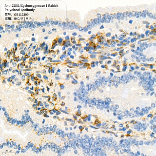 Антитела первичные, поликлональные кролика к COX1/Cyclooxygenase 1 крысы, мыши, 50 мкл