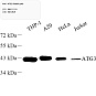 Антитела первичные, поликлональные, ATG3, 100 мкл