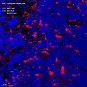 Антитела первичные, поликлональные, Lysozyme, 100 мкл