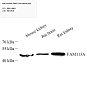 Антитела первичные, поликлональные, Protein FAM113A, 100 мкл
