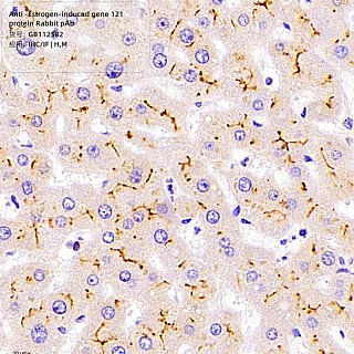 Антитела первичные, поликл. кролика к Estrogen-induced gene 121 protein мыши, человека, 100 мкл