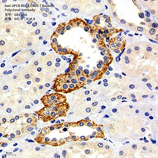Антитела первичные, поликлональные кролика к GPCR RDC1/CXCR-7 крысы, мыши, человека, 50 мкл