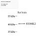 Антитела первичные, поликлональные, SLP-2, 100 мкл