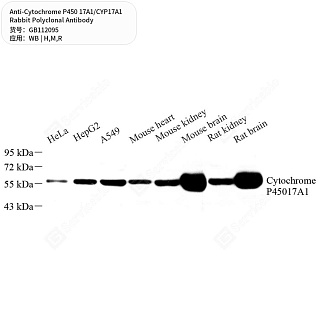 Антитела первичные, поликл. кролика к Cytochrome P450 17A1/CYP17A1 крысы, мыши, человека, 50 мкл